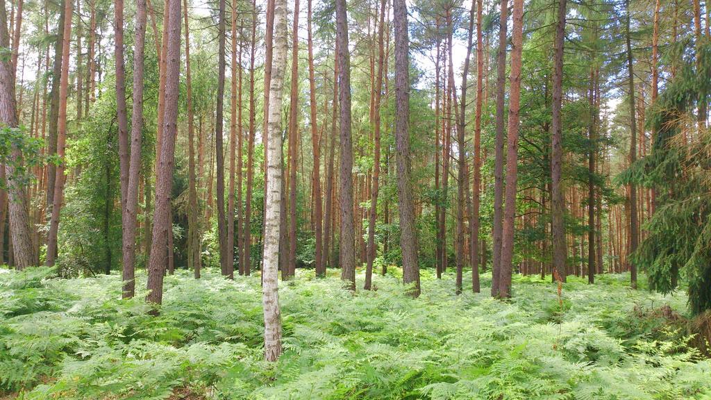 Dworek Swidwie, Gorny Apartament & Harcowka Tanowo Экстерьер фото